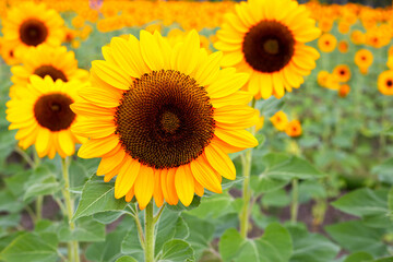 Sunflower field, Beautiful summer landscape.