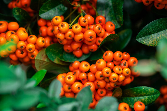 Pyracantha coccinea in garden, Firethorn berries in the fall season, closeup
