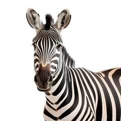 Fototapeta na wymiar a Zebra portrait frontal view in a Wildlife-themed, photorealistic illustration in a PNG, cutout, and isolated. generative ai