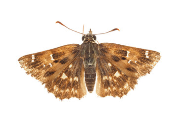 Mallow skipper isolated on white background, Carcharodus alceae