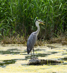 beautiful gray heron in a pond