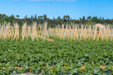 Tomatoes and courgettes growing in a farm field ready for cutting vitamins A, C, K, and the minerals potassium and magnesium, under blue sky - 637586185