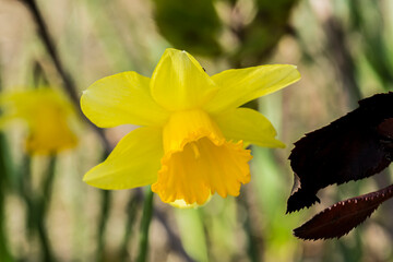 Backlit daffodils, or narcissus, sign of Spring. Beautiful yellow flower - 637586187