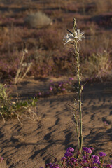 Desert lily blooming above the Algodones dunes in southern California.