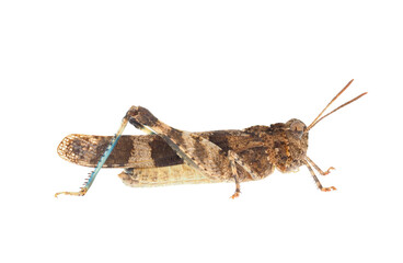 Blue-winged grasshopper isolated on white background, Oedipoda caerulescens