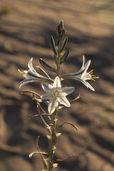 Desert lily blooming above the Algodones dunes in southern California.