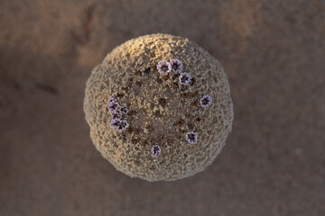 Close-up photo of Sand Food in bloom, an unusual parasitic desert plant that resembles a mushroom when it blooms above the sand dunes in Southern California.