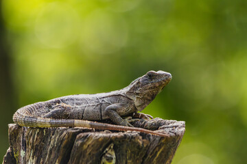 Iguana sunbathing on a tree trunk with a green background