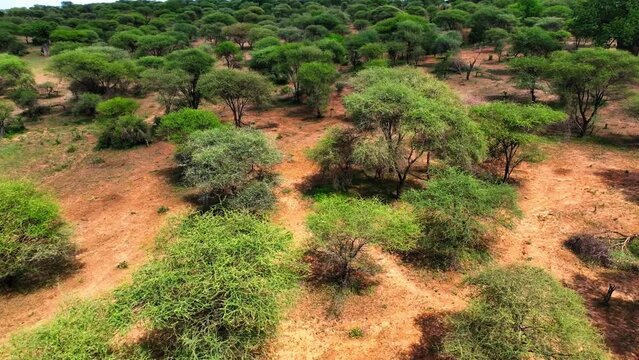 Aerial Tilt Down Shot Of Giraffe Running Amidst Trees And Plants, Drone Flying Forward Over Wilderness On Sunny Day - Arusha, Tanzania