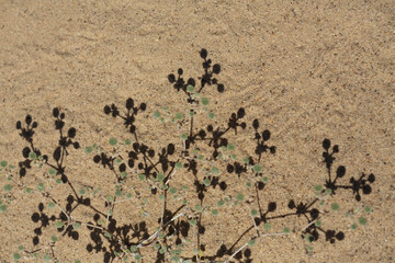 High-contrast, detailed pattern of small desert plant and shadow against sand