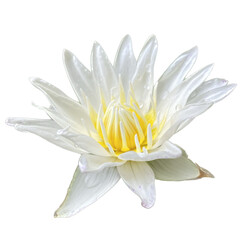 white water lily