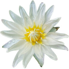 white water lily