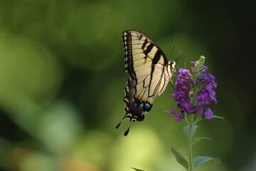 Yellow butterfly on flower