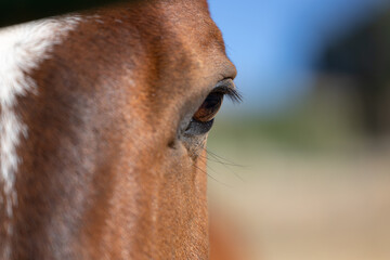 Close-up of a horse's mesmerizing eye.