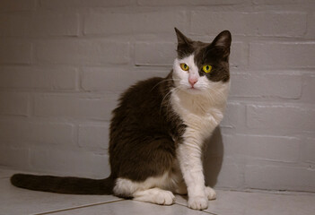 Sitting young Grey and white Mixedbreed cat yellow eyed , sitting, looking at the camera - 637590911