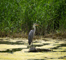 beautiful gray heron in a pond - 637590915