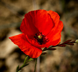 Beautiful poppy flower in field under the sun - 637590936