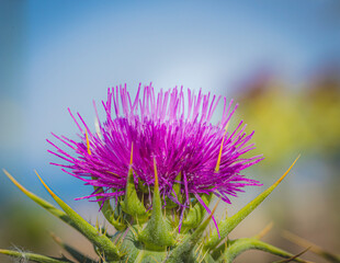 milk thistle natural macro floral background - 637590940