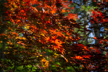 Autumn colorful red maple leaf under the maple tree - 637590963