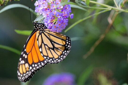 Monarch butterfly on flower. 