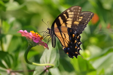 butterfly on flower