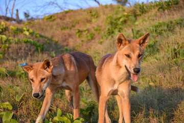 Dingoes on K'gari