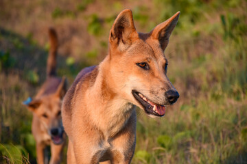 Fraser Island Dingo