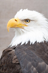 Close-up shot of a bald eagle's face. Imposing animal of great strength and beauty.