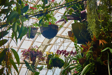 Hanging plants in pots dangling from curved conservatory windows