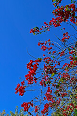 Red bougainvillea flowers (Bougainvillea glabra) and blue sky in Sao Paulo