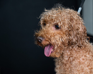 Funny curly brown wet poodle. 