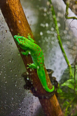 Spotted green lizard with orange spots resting on vertical log against dew covered glass