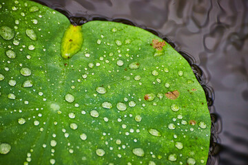 Macro of corner of waterlily with multiple dew drops on surface and black water around leaf