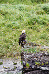 Photograph of a bald eagle perched on a log in its natural habitat.