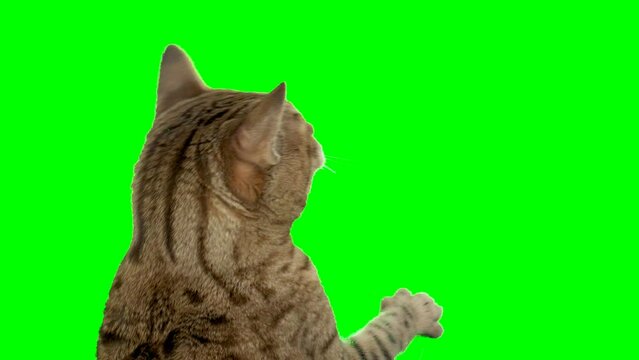 Bengal cat on green screen isolated with chroma key. Cat sitting down looking left reaching up with paw.