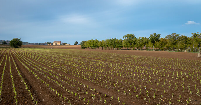 Young endive plants growing in the vegetable garden under   blue sky