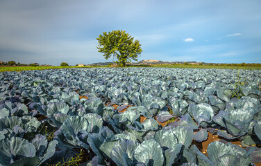 Red Cabbage growing in a farm field ready for cutting vitamins A, C, K, and the minerals potassium and manganese, under blue sky - 637603143