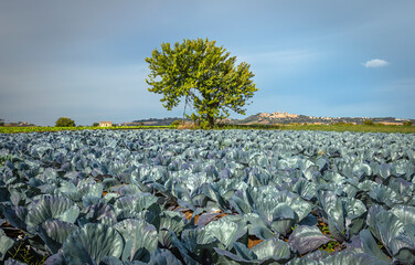 Red Cabbage growing in a farm field ready for cutting vitamins A, C, K, and the minerals potassium and manganese, under blue sky - 637603162