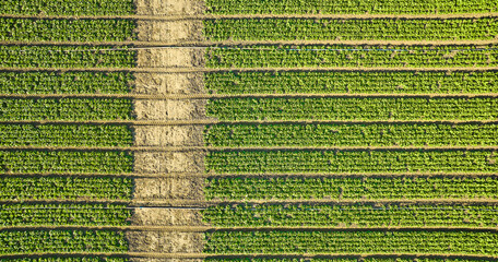 Overhead aerial of strawberry plants in several long horizontal rows with dirt road to left side