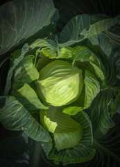 White Cabbage close up in a farm field ready for cutting vitamins A, C, K, and the minerals potassium and manganese - 637603329
