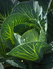 White Cabbage close up in a farm field ready for cutting vitamins A, C, K, and the minerals potassium and manganese - 637603334