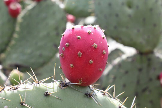 Tuna roja con espinas sobre penca de nopal. Fruta tradicional de temporada en M&eacute;xico y de alto contenido nutricional. 