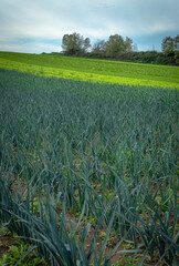 Farm fields with rows of growing organic green leek onion - 637603575