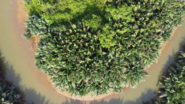 Aerial view of oil palm plantation surrounded by seba small river in south kalimantan, Palm oil industrial area