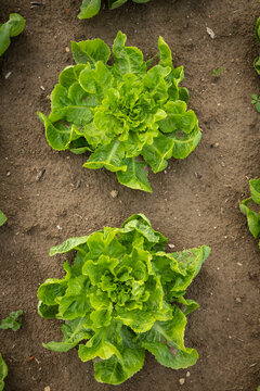 Young endive plats growing in the vegetable garden