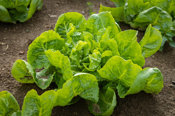 Young endive plats growing in the vegetable garden - obrazy, fototapety, plakaty
