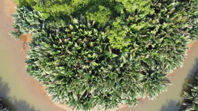 Aerial view of oil palm plantation surrounded by seba small river in south kalimantan, Palm oil industrial area