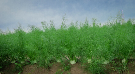 Row of fennel bulbs in natural flowerbed. Annual fennel, Foeniculum vulgare azoricum. - 637604998