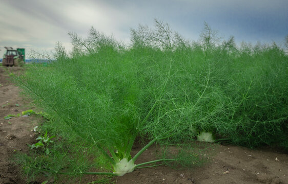 Row of fennel bulbs in natural flowerbed. Annual fennel, Foeniculum vulgare azoricum.
