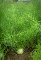 Natural Fennel Bulb in garden bed. Annual fennel, Foeniculum vulgare azoricum. - 637605115